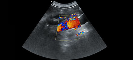 Animal Abdominal Ultrasound