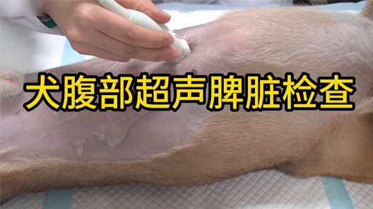 Abdominal ultrasound examination of the spleen in dogs