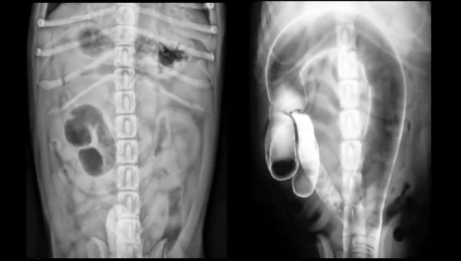 Canine and feline cecal-colonic ultrasound examination and analysis