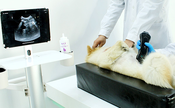 Panda Breeding Health Tool