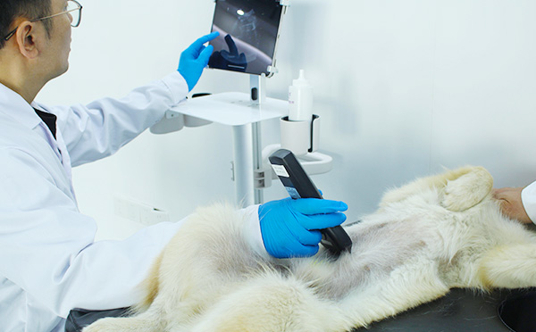 Canine Superficial Tissue Focus 