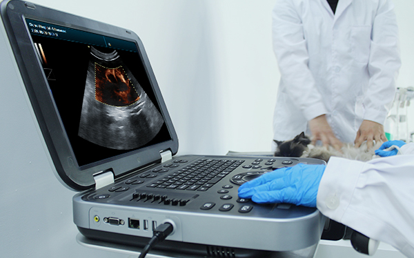 Canine Superficial Tissue Focus 
